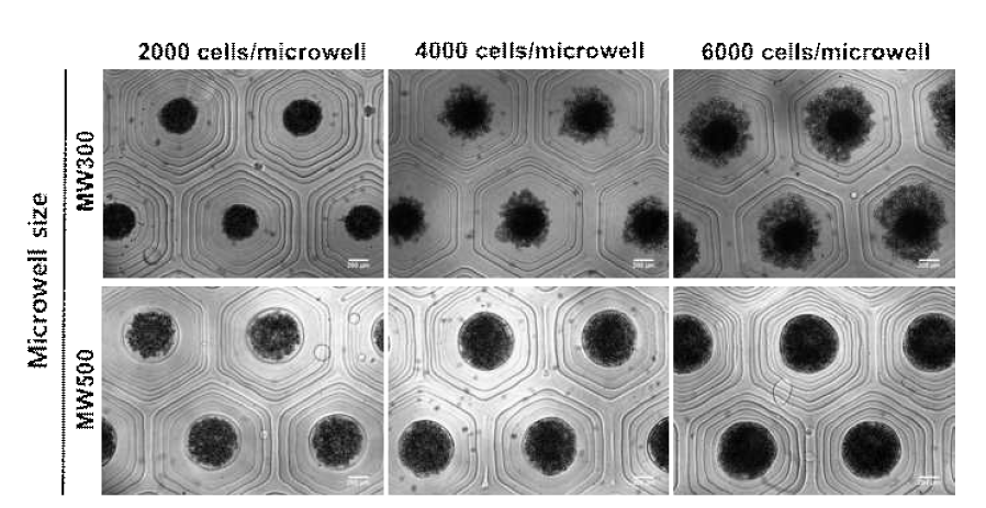 제어된 미세웰에서 형성된 오거노이드의 사이즈 제어 기술