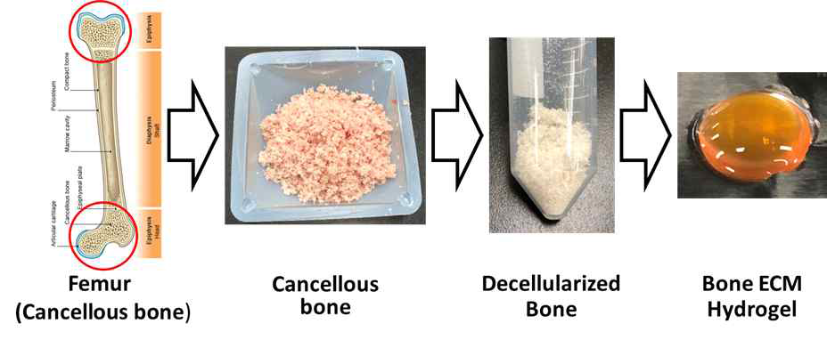뼈 조직의 탈세포 및 하이드로젤 생성