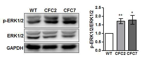 CFC 증후군 역분화 줄기세포에서 유도한 중간엽 줄기세포에서 과활성화된 ERK 신호전달체계