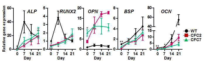 CFC 증후군 조골세포 분화 7일째 나타나는 마커 유전자 발현 이상