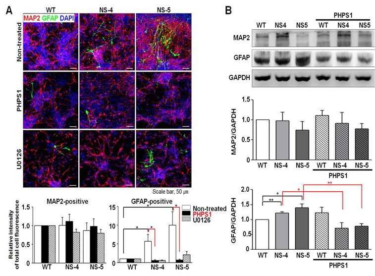 누난 증후군 환자 유래 신경세포 내에서 PHPS1 처리에 의한 신경교세포의 감소
