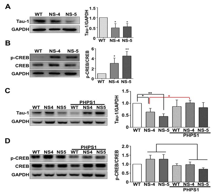 누난 증후군 환자 유래 신경세포에서 Tau-1 단백질과 p-CREB의 활성 회복