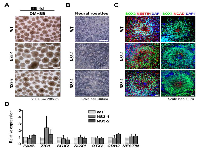 신호전달체제 조절을 통해 NS3 역분화 줄기세포에서 정상적인 초기 신경 발달