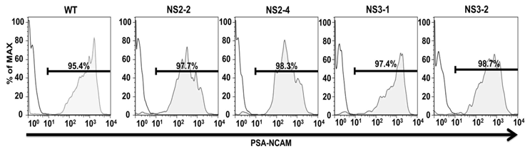 누난 증후군 환자 유래 신경 전구체에서 PSA-NCAM 표면마커의 발현