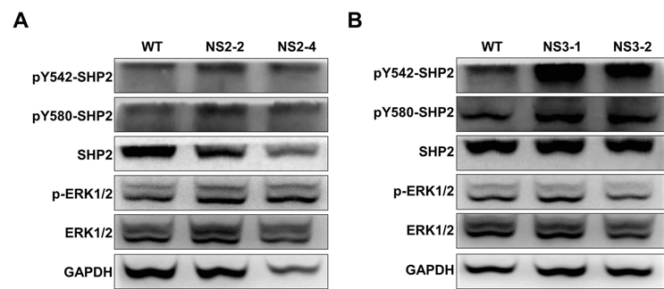 누난 증후군 신경 전구체에서 SHP2와 ERK의 활성 분석
