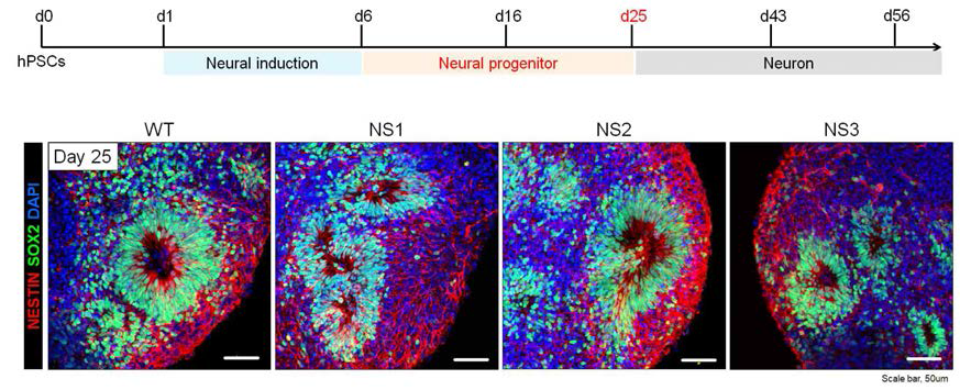 대뇌 오가노이드로의 분화 25일째에 신경 외배엽 마커의 정상적인 발현