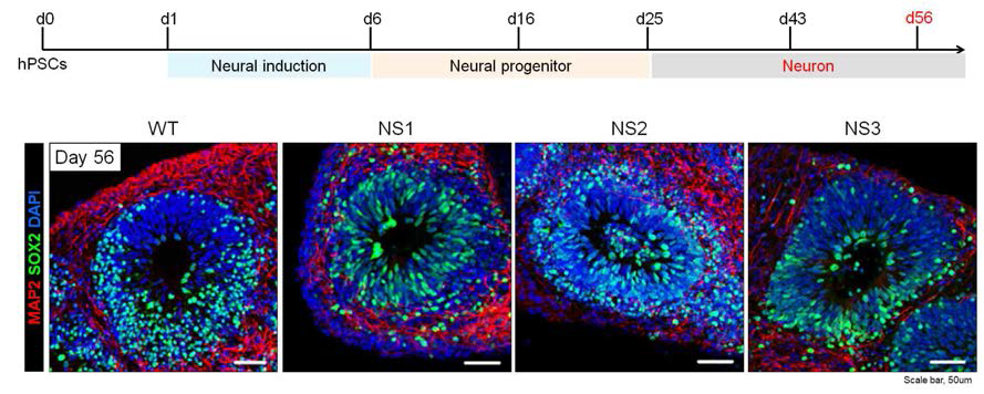 대뇌 오가노이드로의 분화 56일째에 신경 외배엽 및 신경세포 마커의 발현 확인