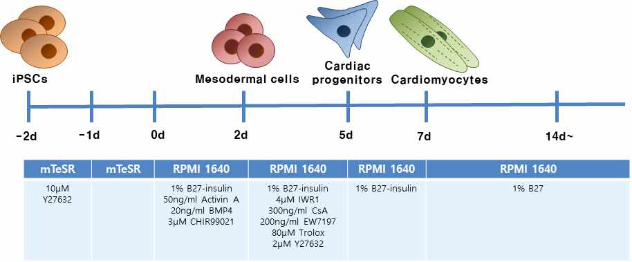 역분화줄기세포를 이용한 심장근세포 분화 과정