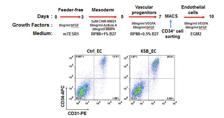 연구에 사용한 혈관 내피세포 분화 프로토콜