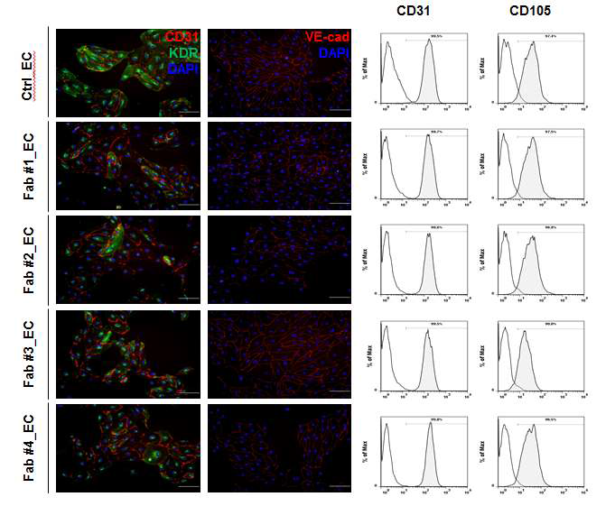 분화된 파브리병 역분화 줄기세포 유래 혈관내피세포의 특성 확인