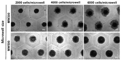 제어된 미세웰에서 형성된 오거노이드의 사이즈 제어 기술