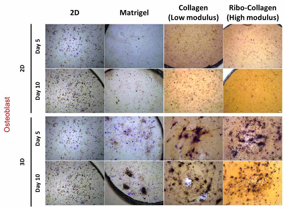 Bio-Ink와 공배양을 통한 골세포 분화 확인