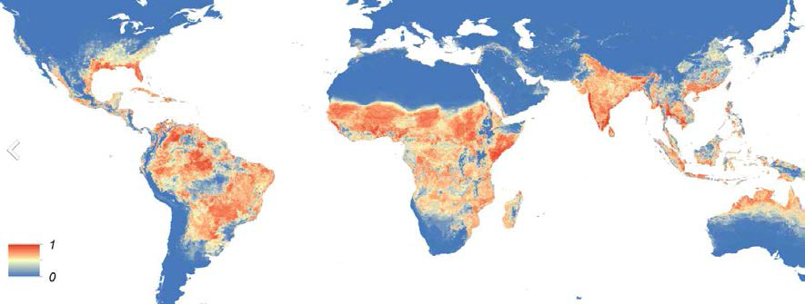 Global Aedes aegypti predicted distribution