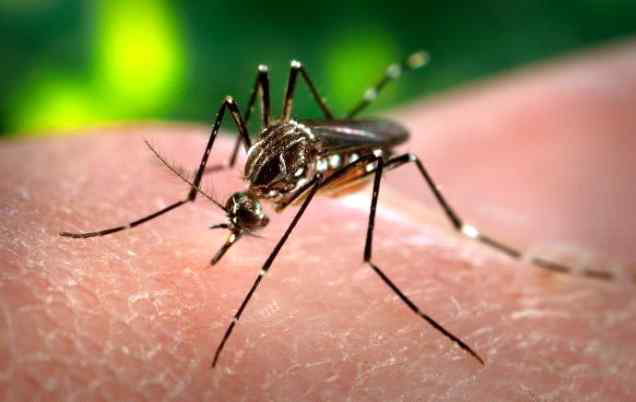 Aedes mosquitoes transmit Zika virus to people. These types of mosquitoes are found throughout much of the world.(출처 : CDC)