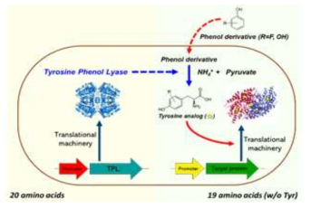 타이로신영양요구주를 이용하여 인비보 상에서 생성된 비천연아미노산을 동일한 세포내에서 residue-specific한 방법을 사용하여 목적단백질로 도입
