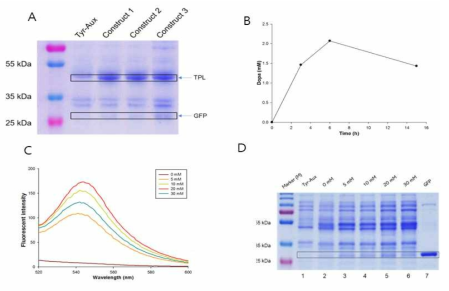 (A) Expression of TPL in all three constructs (B) Dopa biosynthesis (5 mL whole cell reaction containing 100 mM Tris–HCl buffer pH 8.0, 20 mM Pyrocatechol, 30 mM pyruvate, 22 mM NH4Cl, 8mM (NH4)2SO4 (C) Effect of pyrocatechol concentration on Fluorescence emission spectra of whole-cells expressing GFP-bDopa; (D) optimum concentration of pyrocatechol
