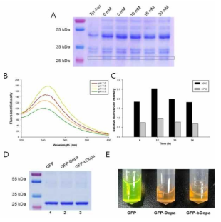 (A) pyruvate concentration independent intracellular biosynthesis of Dopa and its incorporation into GFP (B) Fluorescence emission spectra of proteins expressed at different pH conditions. C) Expression level of GFP-bDopa at different time intervals and temperature conditions (D) purified proteins GFP, GFP-Dopa and GFP-bDopa (E) Visual color difference between GFP and GFP-bDopa