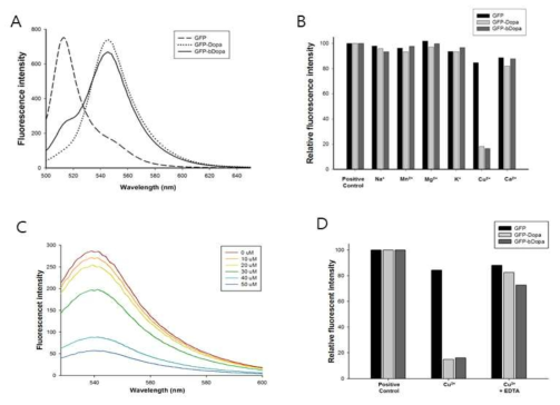 A) Fluorescence emission spectra of GFP, GFP-Dopa and GFP-bDopa. (B) Effect of different metal ions on the fluorescence emission of GFP, GFP-Dopa and GFP-bDopa. (C) Fluorescence quenching of GFP-bDopa with Cu2+. (D) The reversibility assessment with EDTA