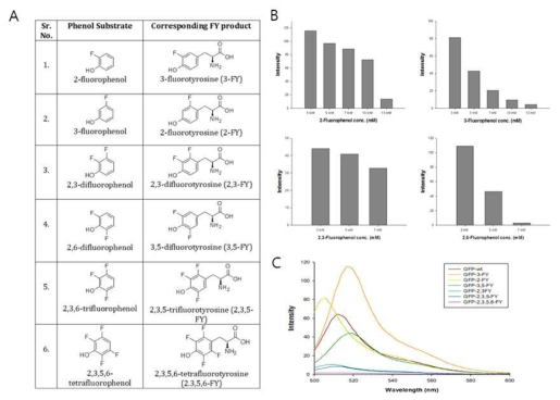 (A) Phenol substrates used for the in vivo biosynthesis of corresponding fluorotyrosines and their incorporation into target proteins (B) Relative fluorescence intensities of the of the FY’s incorporated GFP expressed E. coli cells (OD600 = 1) (C) Fluorescence spectra of whole cells (OD600 = 1) expressing GFP mutants and its comparison with wild type GFP