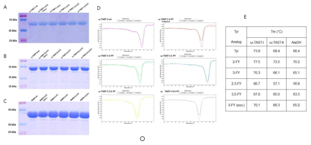 SDS-PAGE showing purified mutants of (A) ω-TAST-I (~47 kDa) (B) ω-TAST-II (~47 kDa) and (C) AlaDH (~40 kDa). (D) The melting temperature analysis of ω-TAST-I mutants using differential scanning fluorimetry (E) Melting temperatures of mutant enzymes