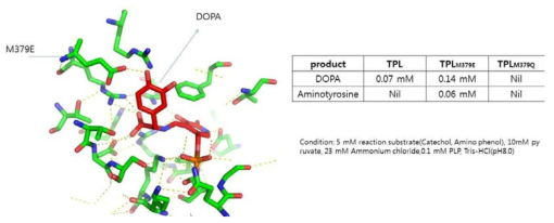 TPLM379E의 도킹결과와 비천연아미노산의 생산량