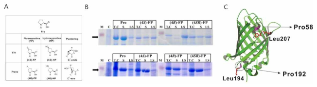 (A) 프롤린 및 fluoro와 hydroxy 유사체, (B) 형광단백질 GFP3.1과 열적으로 안정성이 증대된 버전인 GFPHS에 다양한 비천연아미노산을 도입. (C) GFP3.1의 경우(4R)-FP의 도입이 주변의 아미노산 잔기들과 충돌이 일어남