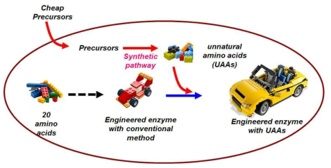 새로운 합성경로 도입을 통한 비천연아미노산 생산 및 이를 이용한 효소 공학 개념도