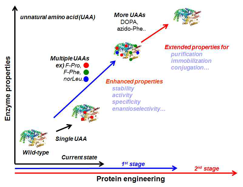 다중 비천연아미노산 도입을 통한 효소의 개량에 관한 개념도