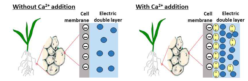 Ca2+의 유무에 따른 식물체 뿌리 세포 표면의 전위와 비소 이온(파란 원)의 분포 양상