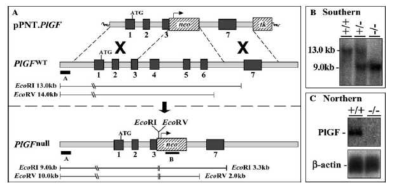 PlGF-결손 마우스에서 결손 PlGF 유전자. A. Vector pPNT/PlGF를 이용하여 PlGF 유전자를 비활성화시킴. B. EcoR1-digested genomic DNA 13 kb PlGFWT과 9kb PlGFnull fragment의 Southern blot. C. E14 PlGF+/+과 9kb PlGn/-- Northern blot