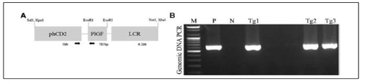 PlGF-과발현 T-세포 특이 transgenic construct. B. 과발현 recombinant human CD-2-PlGF 유전자의 PCR결과