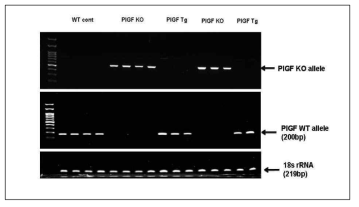 결손(PlGF KO) 마우스, T-세포 PlGF-과발현(PlGF Tg) 마우스와 정상 대조군(PlGF WT)에서의 PlGF 유전자 표현형