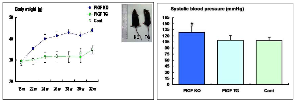 PlGF-결손 마우스에서 태생 24주 이후에 급격한 체중증가(30-40% 체중증가) 소견을 보이나, T세포 PlGF-과발현 마우스에서 이 같은 변화는 없음. 또한 태생 32주 시행한 수축기혈압에서 PlGF-결손 마우스에서 혈압증가 소견을 보이며 이러한 증가도 T세포 PlGF-과발현 마우스와 정상 대조군에서 보이지 않았음