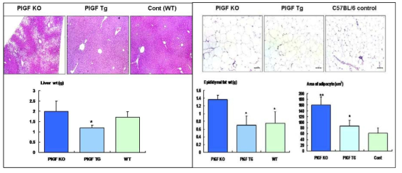 태생 32주에 PlGF-결손 마우스에서 심한 간비대와 지방간의 소견을 보이고, 지방조직의 증가와 지방세포 크기의 현저한 증가 소견을 보이나, T세포 PlGF-과발현 마우스와 정상 대조군에서 이 같은 변화가 정상화됨