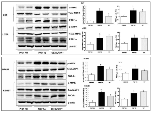 태생 32주에 PlGF-결손 마우스에서 대사증후군 손상 목표장기인 지방조직, 간, 심장과 콩팥에서 현저한 세포 내 대사조절자인 AMPK의 인산화와 하위 신호전달계인 PGC-1α의 감소 소견을 보임. 이러한 변화는 T세포 PlGF-과발현 마우스와 정상 대조군에서 정상화됨