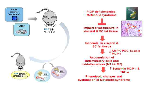 PlGF-결손 마우스의 대사증후군에서 rhPlGF와 AMPK 활성화(metformin)의 역할. PlGF-결손 마우스에 서 대사증후군의 표현형은 recombinant human PlGF(rhPlGF) 투여와 AMPK 활성약물인 metformin을 통해 회복됨을 확인하여, PlGF-결손 마우스가 대사증후군을 일으키며, AMPK 활성화를 통해 지방조직 내 신생혈관 증가를 통한 허혈성-염증반응을 억제함으로써 전신적 염증 반응과 주요 장기손상을 억제함을 확인함(in submission)