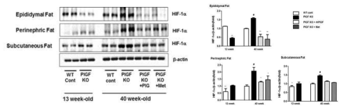 PlGF-결손 마우스의 Perinephric fat에서 VEFG-VEGFR1/R2 및 세포 내 대사조절인자의 변화. PlGF-결손 마우스에서 13주령에서 40주령으로 증가함에 따라 내장지방인 perinephric fat에서 HIF-1α 증가를 관찰함. 이러한 감소는 rhPlGF와 metformin 투여로 정상 마우스 수준으로 회복됨 (in submission)