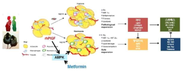 연구결과 요약. PlGF-결손 마우스에서 과도한 지방세포의 비대는 지방 내 혈관의 충분한 증식을 가겨오지 못하여 지방조직의 가성저산소증(pseudohypoxia)을 가져오고, 이는 지방조직 내 HIF-1α-PHD(hypoxia inducible factor-1α–Prolyl-hydroxylase)의 활성화와 염증세포(대식세포: M1)의 증가에 따라 자유지방산과 cytokine의 분비증가로 인슐린저항성을 가져옴. 이는 궁극적으로 전신 염증반응의 증가(MCP-1과 TNF-α)와 목표장기의 과잉 지질 축적(lipotoxicity)에 의한 AMPK-PCG-1α-UCP-1의 저하와 M1 polarizaton에 의한 염증반응을 통해 장기손상을 가져옴