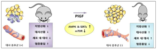 대사증후군의 발생기전에 대한 연구목표 및 가설. 지방조직 내 PlGF 결손에 의한 혈관생성능의 장애에 따른 대사장애가 대사증후군을 가져옴. 따라서 PlGF 활성화에 따른 신생혈관증식으로 세포 내 대사능의 증가가 대사증후군의 치료의 가능성을 제시
