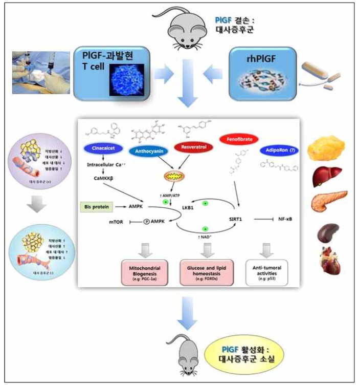 본 연구의 연구내용과 목표. PlGF-결손 마우스에서 대사증후군의 표현형을 확인하고, PlGF-결손 마우스에서 PlGF-과발현 T세포의 이식 또는 rhPlGF 투여에 의한 대사증후군의 회복을 확인함. 이때 각 장기(지방, 간, 췌장, 신장과 심혈관)에서의 표현형과 세포 내 대사조절자인 AMPK-SIRT의 작용을 확인함. 또한 AMPK-SIRT 활성화 물질(천연물, 약제 및 호르몬)의 투여로 PlGF 활성화의 연관성을 확인하고 향후 대사증후군의 치료제로의 역할을 확인함