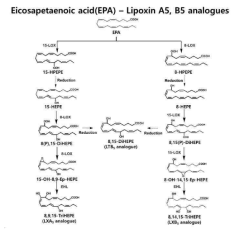B. thailandensis 유래 15-LOX와 M. musculus 유래 8-LOX를 조합하여 lipoxin A5, B5의 생합성 경로 구축