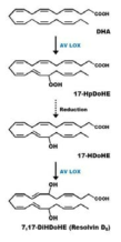 A. violaceum 유래 5,15-LOX를 이용하여 resolvin D5의 생합성 경로 구축