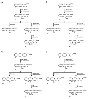 B. thailandensis 유래 지방산화효소와 M. xanthus 유래 에폭사이드 가수분해효소를 조합하여 인간 신호전달물질의 생합성 경로 구축 (A) ARA pathway, (B) EPA pathway, (C) DHA pathway (D) ADA pathway