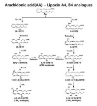 B. thailandensis 유래 15-LOX와 M. musculus 유래 8-LOX를 조합하여 lipoxin A4, B4의 생합성 경로 구축