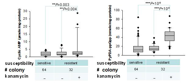 항생제를 처리한 대장균 배양액에서 발생한 내성 세포들의 단일콜로니들과 항생제 민감한 정상균 (wild type)의 단일콜로니들을 분리하여 가나마이신 (40 mg/L) 포함한 LB 액체배지에 배양하여 세포 내 신호물질인 cAMP (좌)와 ppGpp (우)의 수준을 결정하였음. 그룹간에 통계적으로 유의미한 차이를 양측검정 t-테스트 (P < 0.05)로 결정하였음. ppGpp chemosensor PyPDA는 서울대학교 화학과 홍종인교수님 친절히 제공하였음. (옆면) 정상적인 배양조건의 지수성장기 (6 h)와 정지기 (9 h) 대장균과 가나마이신 (KAN)을 처리한 배양액과 처리하지 않은 배양액에 접종한 내성 균주들의 숙주통합요소 (IHFA/B)와 빈영양상태 세포내 신호물질 cAMP와 ppGpp 대사네트워크 관여하는 단백질들의 웨스턴 블랏 분석