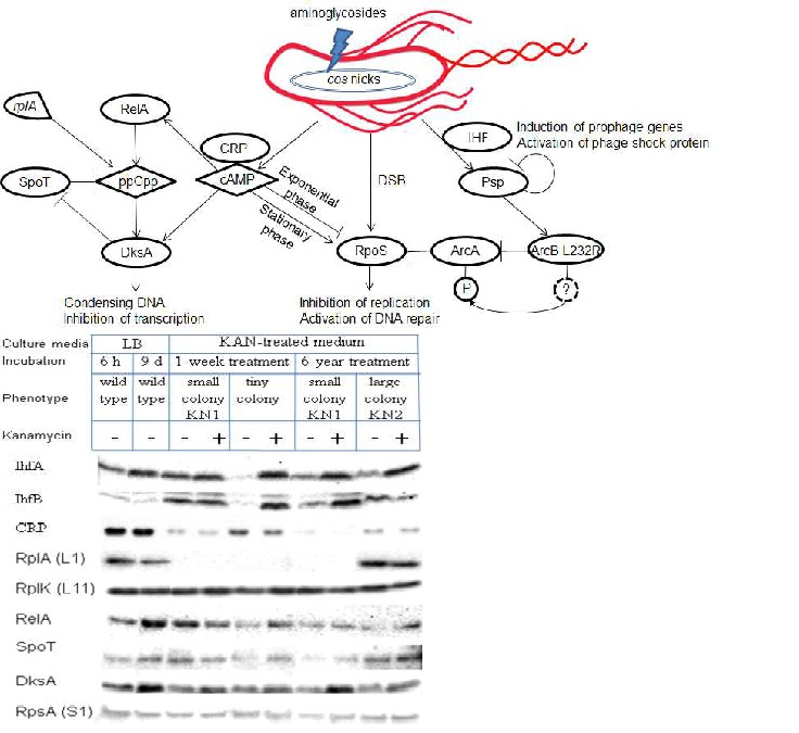 대장균의 아미노글리코사이드 항생제 적응 내성 및 세포의 형질변화를 유도하는 다양한 스트레스반응들의 조절 경로. 가나마이신을 처리한 배양조건에서 발생한 rplA frameshift와 arcB L232R 돌연변이는 ppGpp-DksA 증가에 의한 DNA응축과 전사억제에 의한 세포 성장 억제와함께 cAMP와 정체기 RpoS 발현 증가로 인한 DNA복제 억제와 복구 활성화에 의하여 세포 성장과 내성 형질을 조절하는 다양한 스트레스 반응들을 유도하며, 활성화된 λ terminase와 파지쇼크단백질 PspA와 상호작용하는 숙주통합요소 (IHF)는 염색체 DNA의 특정 부위 (cos)를 절단하고 손상된 DNA가 복구되는 동안에 DNA 복제와 세포성장 (분열)을 억제하고 외부 스트레스 (항생제)로부터 세포막을 보호하는 분자적 기전들을 제공한다