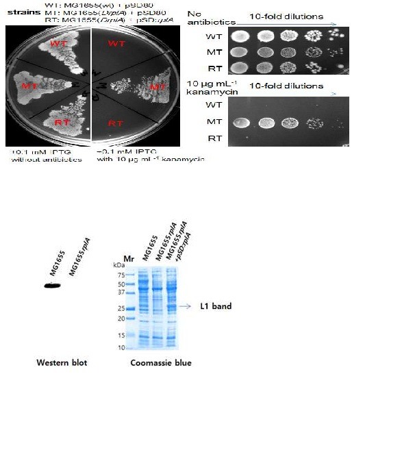 (위) 야생균주 MG1655 (WT)의 rplA를 제거한 항생제 내성 돌연변이 (MT) 와 rplA유전자를 pSD80 플라스미드에 삽입하여 돌연변이 균주에 전환한 균주 (RT)들의 항생제 (10 μg/mL 가나마이신)에 대한 민감도를 보여주는 LB우무배지 배양 (좌)과 spot-dilution 검색 (우). (옆) 야생균주 MG1655와 rplA를 결손한 돌연변이 (MG1655rplA)의 RplA 결손을 확인한 웨스턴 블랏 (좌)과 플라스미드를 이용한 외부발현상태와 전체 단백질 패턴 (우)