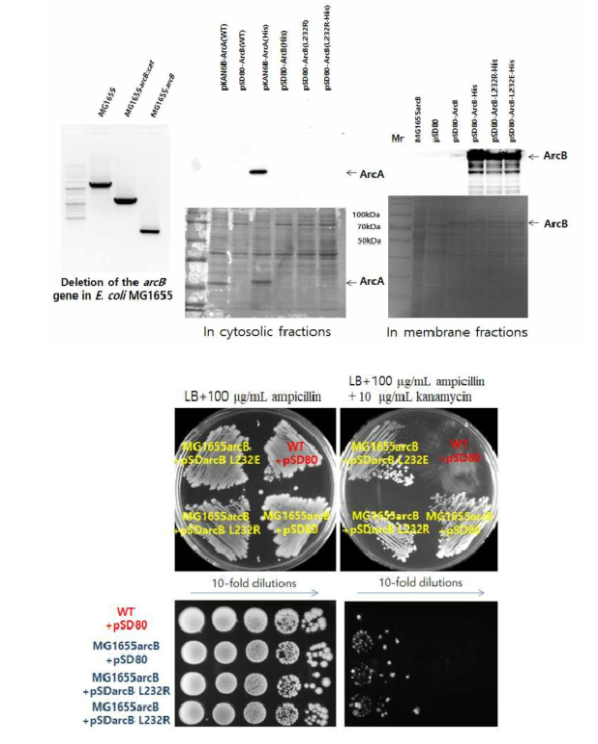 (위) 야생균주 MG1655 (WT)의 arcB 를 제거한 돌연변이 (MG1655arcB)와 플라스미드를 이용한 arcA 과발현과 arcB L232R 또는 L232E 아미노산 치환 돌연변이 유전자 발현 균주 제작. (아래) 가나마이신과 엠피실린을 첨가한 선택배지를 이용한 arcB 결손과 arcB L232R(E) 아미노산 치환 돌연변이 균주들의 가나마이신에 대한 내성 검색