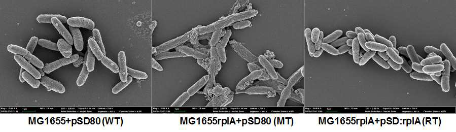 (위) 대장균 MG1655 야생균주 (WT)와 rplA 결손 돌연변이 (MT)와 pSD:rplA 발현 (RT) 세포들의 형태 변화와 소포체 형성을 보여주는 주사현미경 사진들. (옆) 가나마이신 (10 mg/L)을 처리한 배지와 처리하지 않은 배지에서 배양한 세포들의 표면전하 (zeta potential). 최소한 2번 이상 독립적으로 배양한 세포들의 측정값들의 평균과 표준편차 (error bar)을 나타내었고, 그룹간의 유의미한 차이를 양측검정 t-테스트 (P < 0.001)로 결정하였음