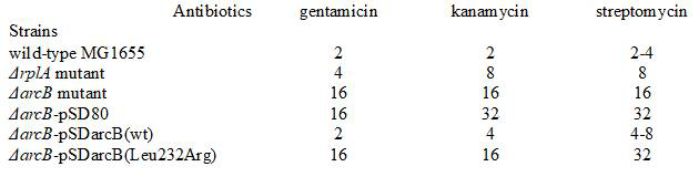 대장균 MG1655의 rplA 결손과 arcB 결손 변이체에 대한 아미노글리코사이드 항생제들의 최소억제농도 테스트